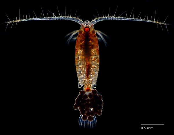 Photo of Leptodiaptomus sicilis by Ian Gardiner